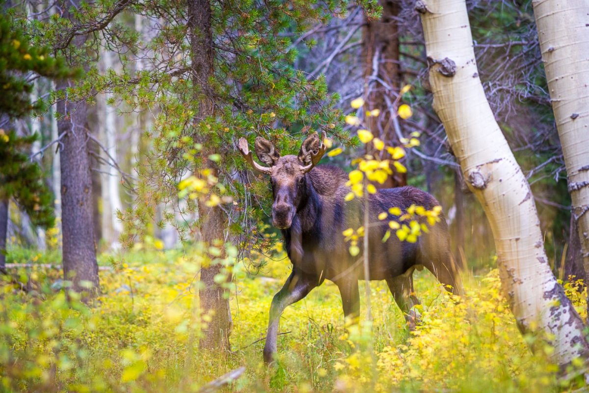 moose in woods