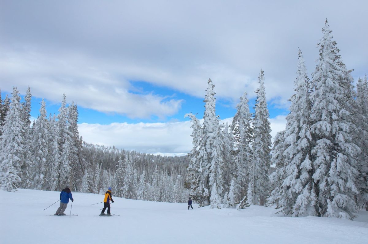 Skiers and pine trees in Colorado