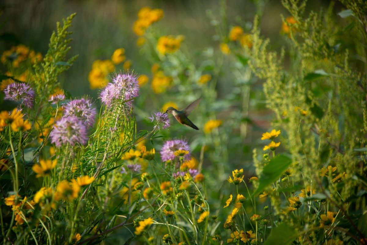 Hummingbird with wildflowers.